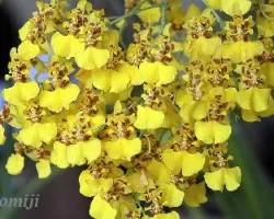 Cascada