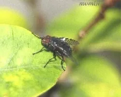 Mosca