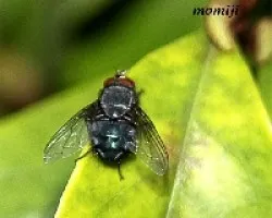 Mosca