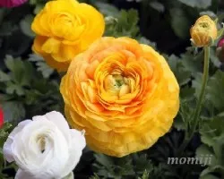 Ranunculus asiaticus
