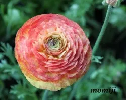 Ranunculus asiaticus