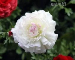 Ranunculus asiaticus