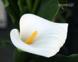 ZANTEDESCHIA AETHIOPICA
