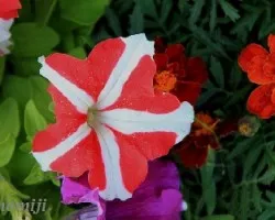 Petunia
