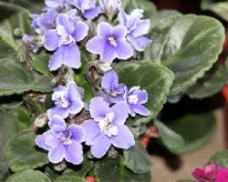Saintpaulia ionantha