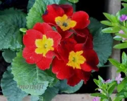 Primula