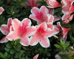 Azalea