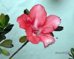 Azalea