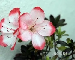 Azalea