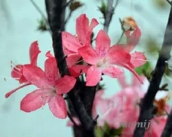 Azalea