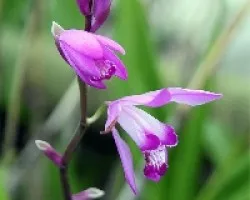 Bletilla striata