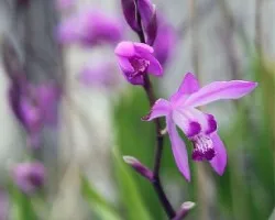 Bletilla striata