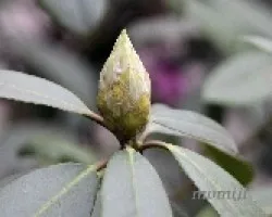 Rhododendron