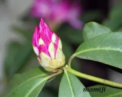 Rhododendron