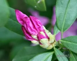 Rhododendron