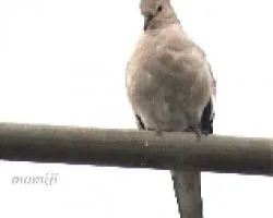 Paloma