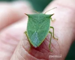 Chinche verde