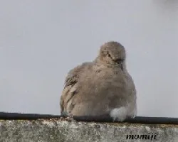 Tprcacita
