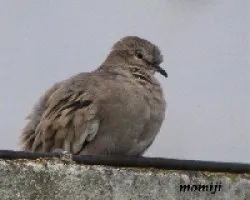 torcacita