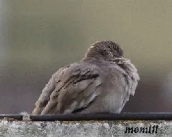 Paloma