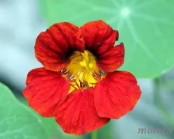 Tropaeolum majus
