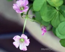 Oxalis