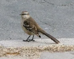 Calandria