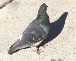 La sombra