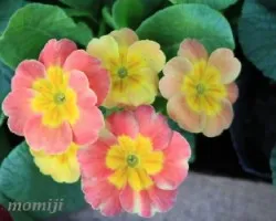 Primula