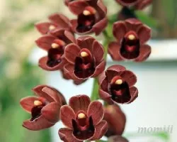 cymbidium