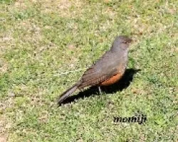 Zorzal