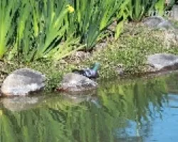 Reflejos