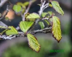 Parrotia persica