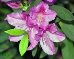 Azalea