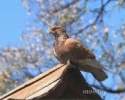 Paloma