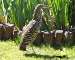 Tigrisoma mexicanum