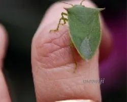 Chinche verde