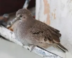 Un bebe