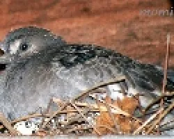 El bebe en el nido