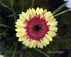Gerbera