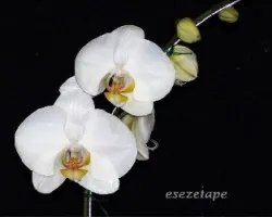 Phalaenopsis