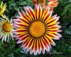 Gazania