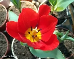 Tulipan