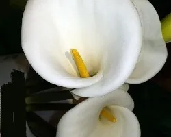 Zantedeschia aethiopica