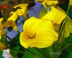 Zantedeschia aethiopica