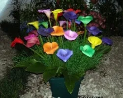 Zantedeschia aethiopica