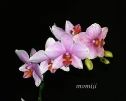 Phalaenopsis
