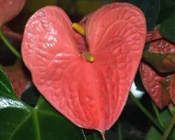 Corazon