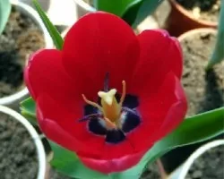 Tulipan