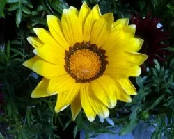 Gazania
